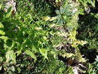 Наперстянка крупноцветковая – Digitalis grandiflora Mill. (1)