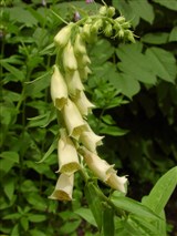 Наперстянка крупноцветковая – Digitalis grandiflora Mill. (2)