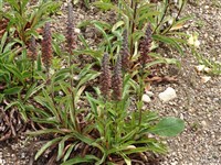 Наперстянка мелкоцветковая – Digitalis parviflora Jacq.