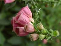 Наперстянка мертонская – Digitalis x mertonensis Buxton et C.Darl.