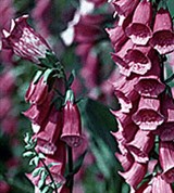 Наперстянка пурпурная крупноцветковая