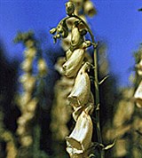 Наперстянка ржавая крупноцветковая