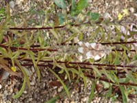 Наперстянка шерстистая – Digitalis lanata Ehrh.