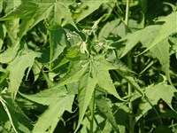 Напея двудомная – Napaea dioica L.