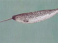 Нарвал (нарвал)