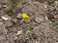 Нарцисс луковичный – Narcissus bulbocodium L.