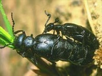 Нарывники (майки)