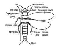 Насекомые (схематическое изображение)