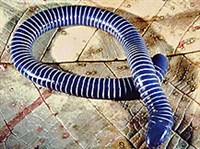 Настоящие червяги (Syphonops annulatus)