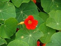 Настурция большая – Tropaeolum majus L.
