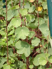 Настурция клубневая – Tropaeolum tuberosum Ruiz.et. Pav.