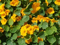 Настурция малая – Tropaeolum minus L.