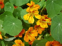 Настурция щитоносная – Tropaeolum peltophorum Bent.