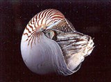 Наутилусы (Наутилус)