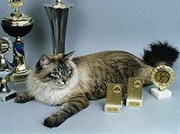 Невская Маскарадная кошка (Джулия Ману)