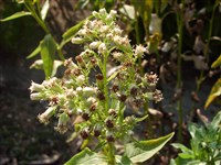 Недоспелка гладкая – Cacalia glabra Mill.