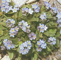 Незабудка альпийская – Myosotis alpestris F.W.Schmidt.