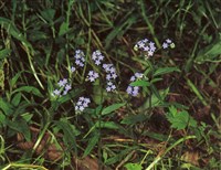 Незабудка болотная – Myosotis palustris (L.) Nath.