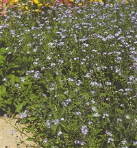 Незабудка расставленноцветковая – Myosotis dissitiflora Bak.