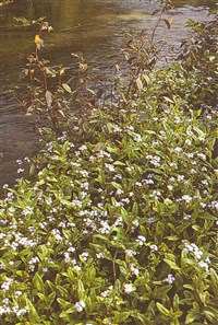 Незабудка скорпионообразная – Myosotis scorpioides L.