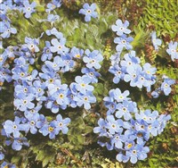 Незабудочник карликовый – Eritrichium nanum (L.) Schrad.ex Gaudin.