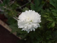 Незнакомка [Род дендрантема – Dendranthema (DC.) Desmoul]