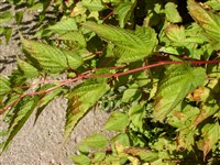 Нейлия тибетская, длиннокистевая – Neillia thibetica Bur.et Farnch.