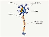 Нейрон (строение, схема)