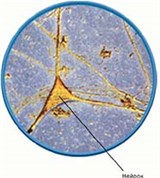 Нейрофизиология (нервная ткань)