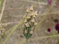 Нектароскордум сицилийский – Nectaroscordum siculum (Ucria) Lindl.