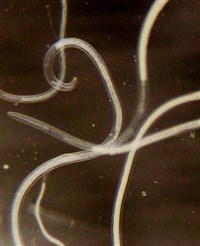 Нематоды (Эноплия)