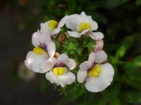 Немезия зобовидная – Nemesia strumosa Benth.in Hook.