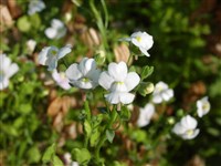 Немезия обильноцветущая – Nemesia floribunda Lehm.