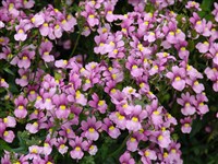 Немезия разноцветная – Nemesia versicolor E.Mey.ex Benth.