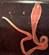 Немертины (Немертина)