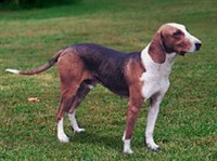 Немецкая гончая