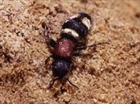 Немка (на песке)