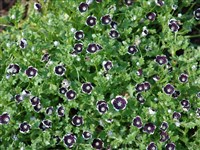 Немофила Менциса, отличная – Nemophila menziesii Hook. & Arn.