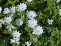 Немофила пятнистая, красивая – Nemophila maculata Bent.ex Lindl.