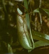 Непентес (Кувшинчик)