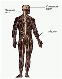 Нервная система