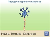 Нервный импульс (анимация)