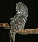 Неясыти (бородатая неясыть)