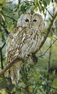 Неясыти (серая неясыть)