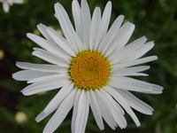 Нивяник великолепный – Leucanthemum x superbum Bergmas ex Kent.