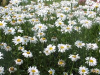 Нивяник наибольший, хризантема наибольшая – Leucanthemum maximum (Ramond) DC.
