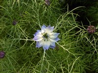 Нигелла дамасская – Nigella damascena L. (1)