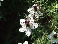 Нигелла испанская – Nigella hispanica L.