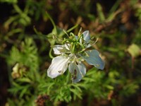 Нигелла посевная – Nigella sativa L.
