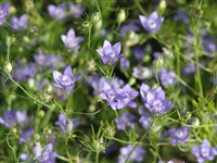 Нигелла цельнолистная – Nigella integrifolia Rgl.